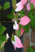 Kolomikta samec opelovač pestrolistý